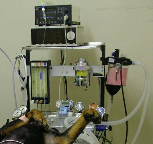 Anaesthetic Monitoring for Vets and Vet Nurses