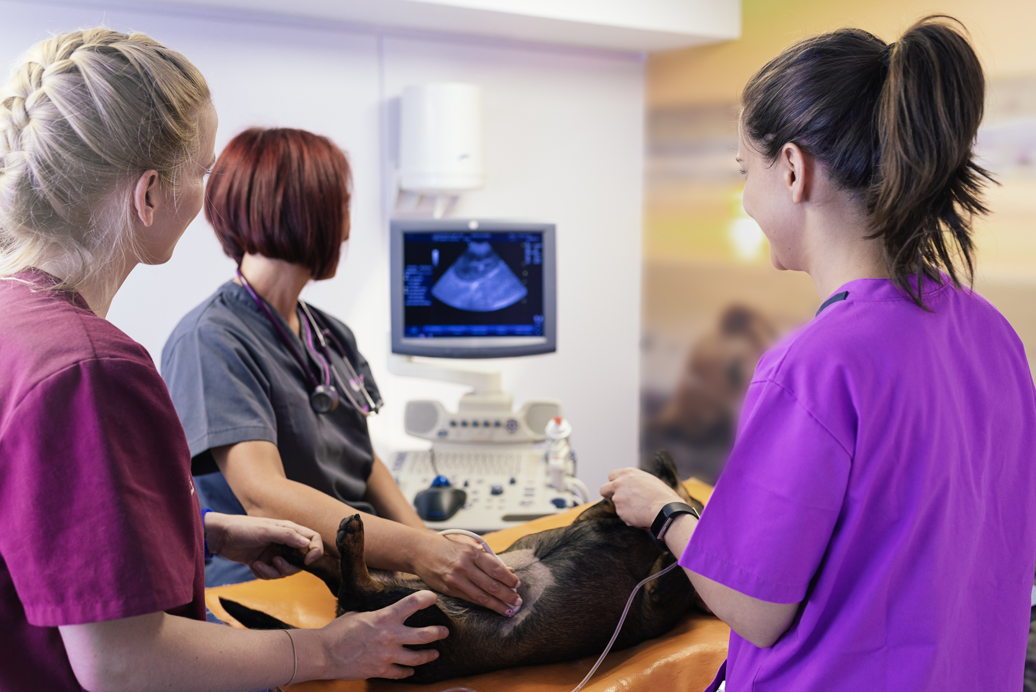 Veterinary team doctors are making a ultrasound scan of a cute beautiful dog. Veterinary Concept.