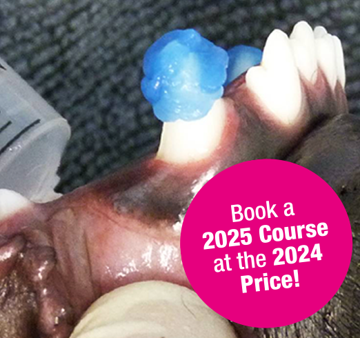 restorative dentistry course for vets in small animal practice