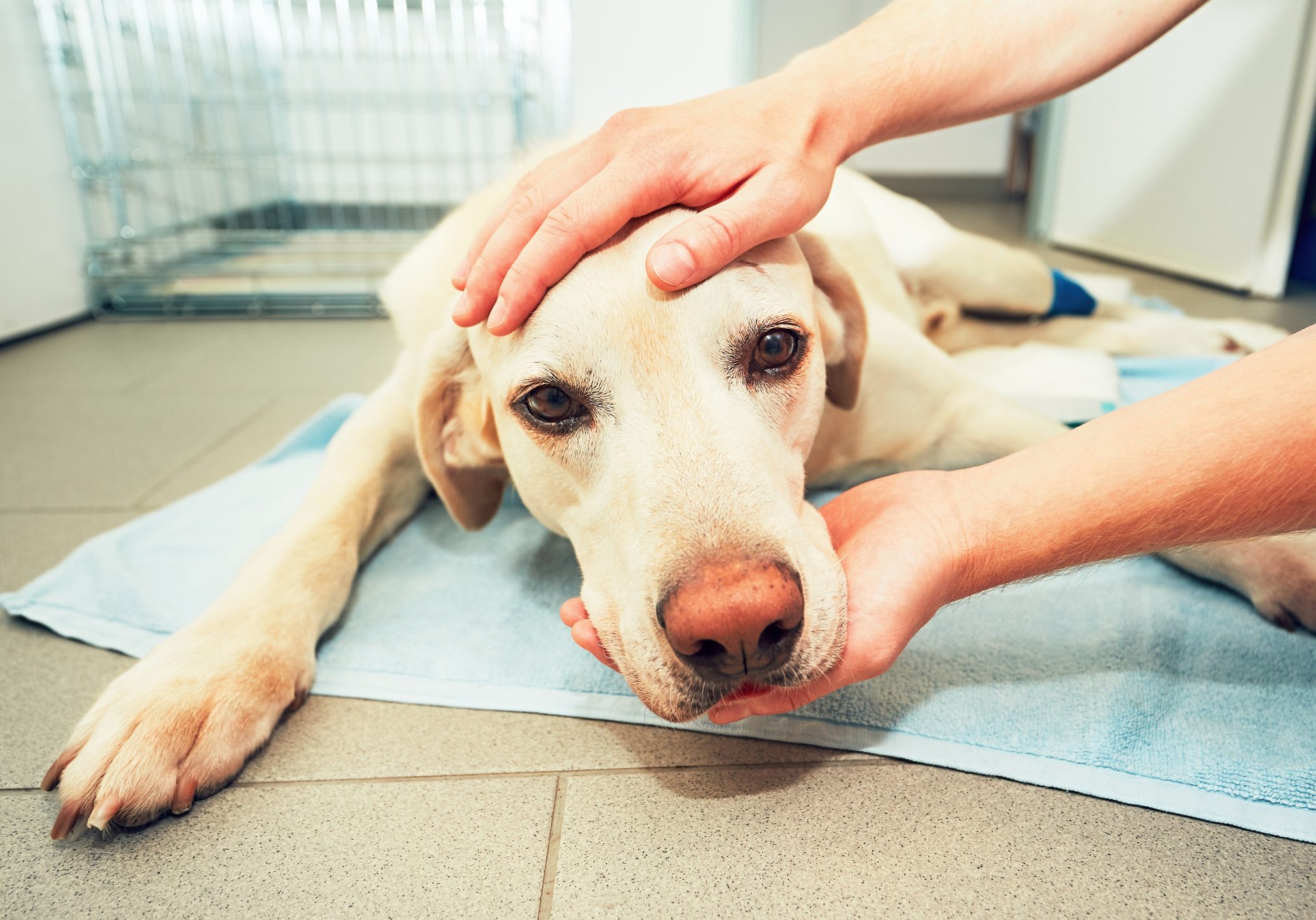 Dog awakening from anesthesia after tumor surgery. Ill labrador retriever in veterinary clinic.