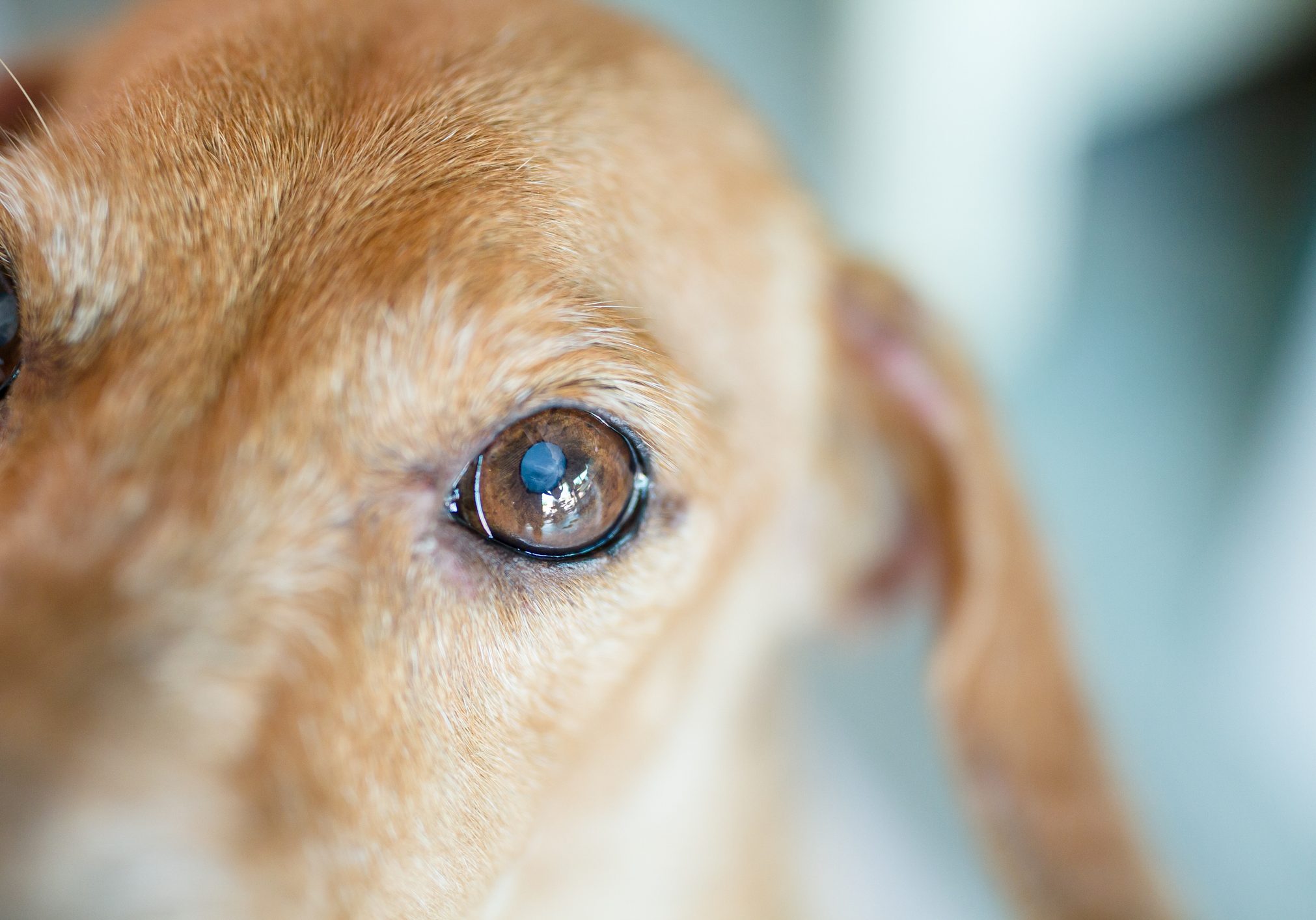 Close up small white spot on the dog's eyes. This is type of Eye disease in dogs call Lenticular nuclear sclerosis or Cataract. This is a normal aging process of the lens