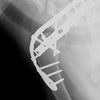 Arthrodesis in Dogs Online Course