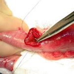 gastrointestinal surgery online course for veterinary surgeons