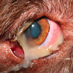 ophthalmic surgery online CPD course for veterinary surgeons