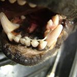 orofacial trauma online course for small animal veterinary surgeons