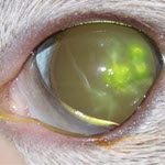 feline ophthalmology online CPD Course for veterinary surgeons