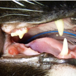 dental investigation and xrai course link image