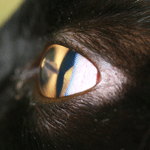 ophthalmic emergencies online course for veterinary surgeons