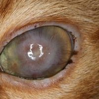 practical ophthalmic surgery course for veterinary surgeons