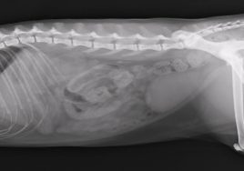 advanced-abdominal-surgery-radiograph