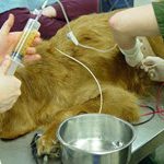 Practical techniques For Emergency Veterinary Patients. CPD Course Online.