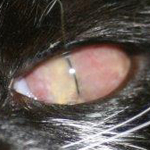 ophthalmology case challenges online CPD course for veterinary surgeons