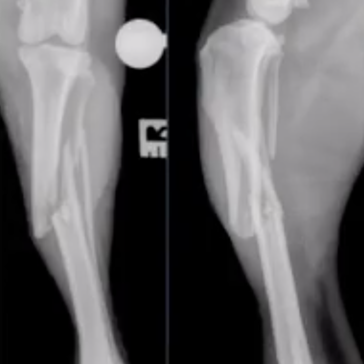 basic fracture fixation for small animal vets