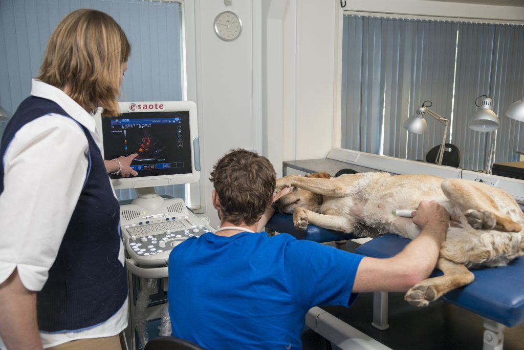 Small Animal Veterinary Ultrasound Courses